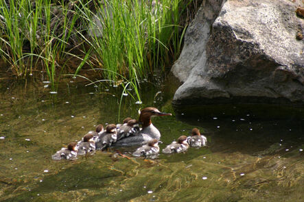 Rapid Creek ducklings