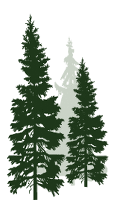 Rapid Creek Watershed Pine Trees
